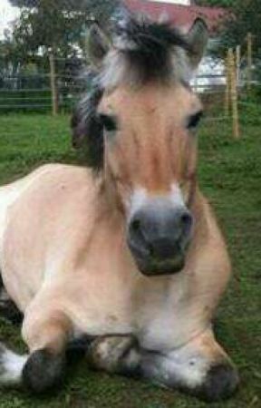 Abalon ,der wilde Hengst ♥ بقلم deni304