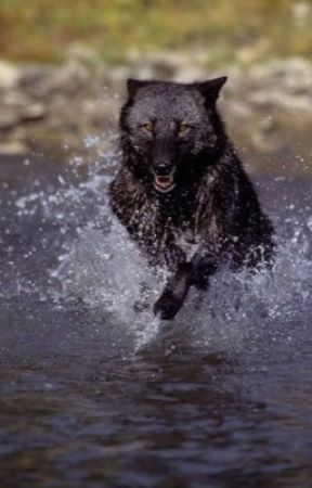 Experimented wolf by SnufflesSquanch