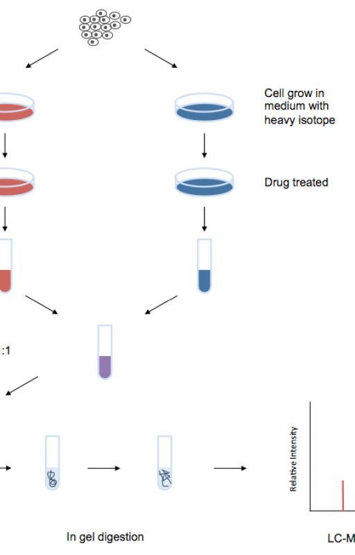 SILAC Proteomics Analysis per XingyiLiu