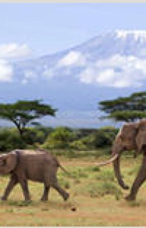 African Safari Tours|Kenya Safari|Book With Simba Junior Safaris by simbasafari