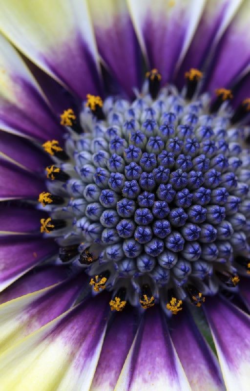 Existence a hidden beauty by thewriter113