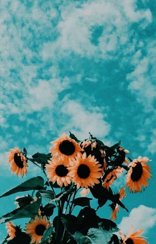 ❦ - 𝚜𝚘𝚞𝚝𝚑 𝚙𝚊𝚛𝚔 𝚘𝚗𝚎𝚜𝚑𝚘𝚝𝚜 🌻 by stargirl-ally