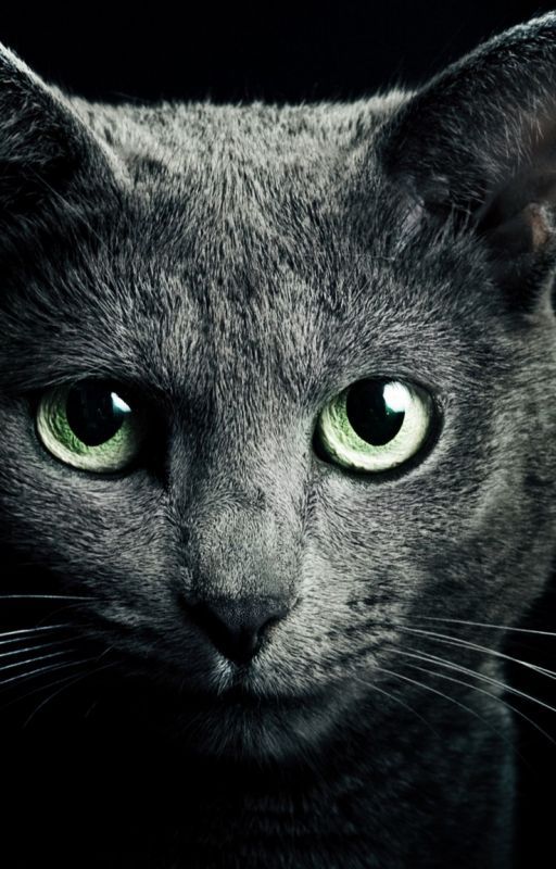 The survivors (A warrior cats fanatic) by IvyWing706