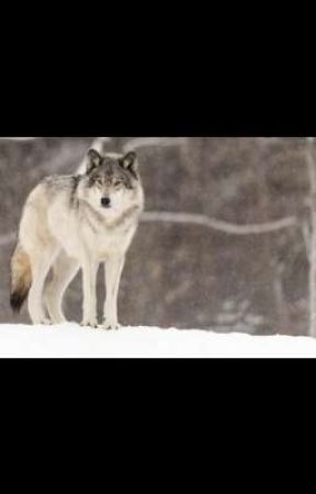 el lobo by MicaelaMuoz441