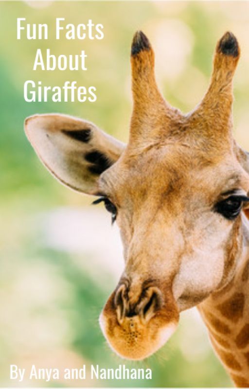 Fun Facts About Giraffes per glamorousangels1432