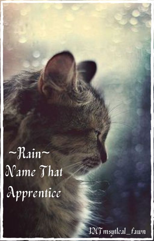 ~Rain~ Name that apprentice by stxrryfawn-