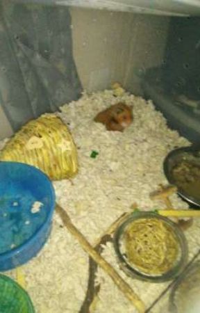 hamster care 101 от Geno_the_tsundere2__