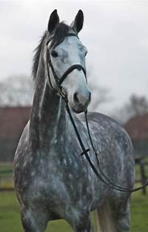 The Secrets Of A Dappled Grey Horse by LucyFyson