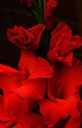 Serpents rouges de lizzie15_08