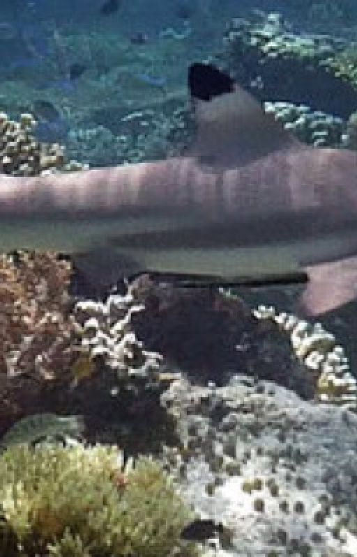 A Turtles Adventure On The Whittlestone Coral Reef part 8 Rose Gold Watch Story by Savethesharks