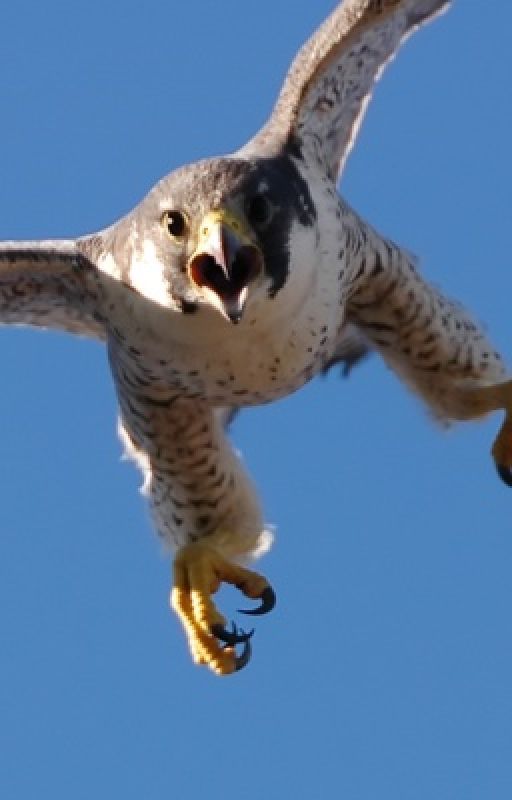 How Peregrine Falcon got his speed by imohutchcapetown