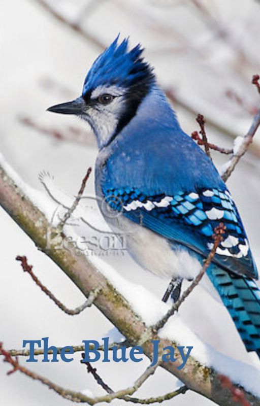 The Blue Jay by love_dove77