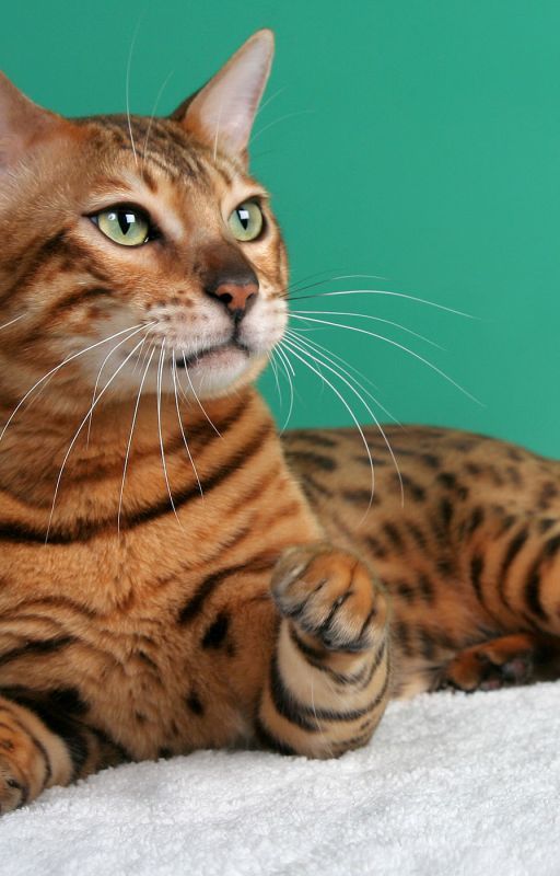 My Cat . . Isn't A Cat?! by Human_FromVenus