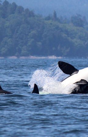 Learn about Orcas bởi ilovesealife