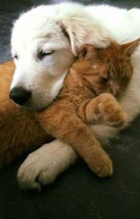 Tyunning | Woof & Meow بقلم Hansel_GG