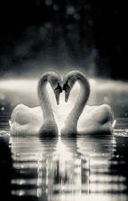 Swan Lake (An Enhypen Fanfic) by Cobaltoum