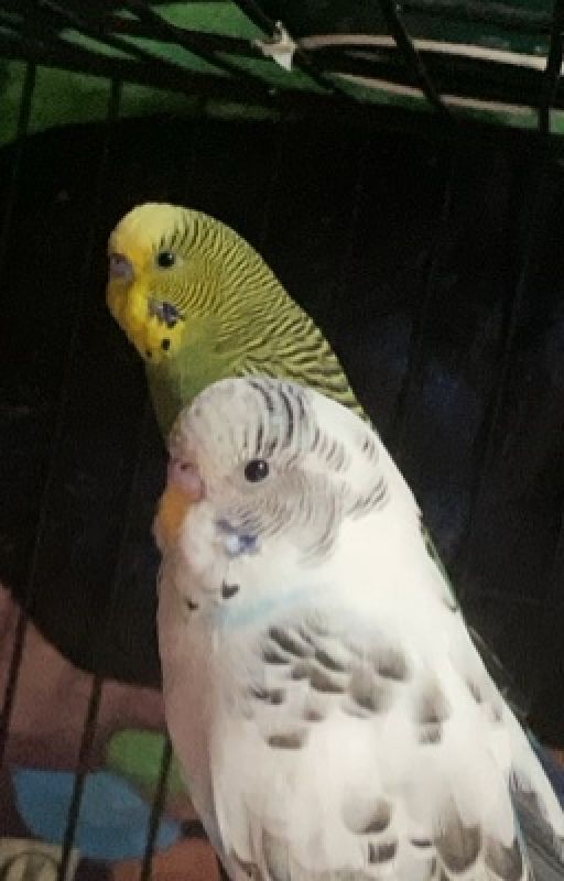 Love birds by ImaDie666