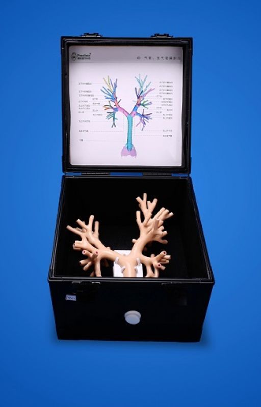Endoscopy Simulators by preclinic-sim