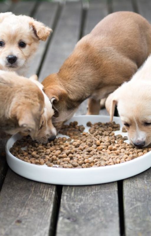 Cooke and Pet Food Ingredients Market: Strategies and Innovations by adimaheshwari19