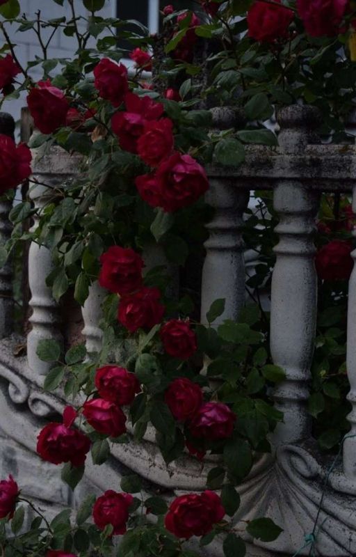 Where The Rose Blooms by LavaRose4003