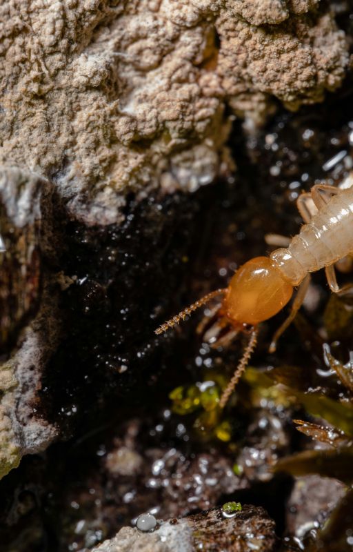 Termite Risk and Damage What Homeowners Must Know by blackwaterconsulting