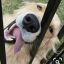 Hollyfur111
