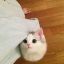 Kittensarecute12367