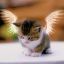 Space_Unikitten_2421