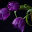 Tulip198