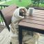 dogsandcoffee