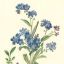 forgetmenot1324