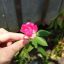 geylyen_m