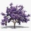 jacaranda_bloom