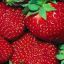 red_strawberry_