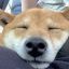 snuggle_puggles_rule